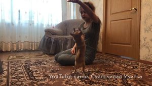 Чихуахуа выполняет команды. Дрессировка.