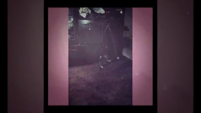 Кот съел рыбку смотреть онлайн