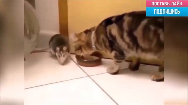 Вот Наглый КРЫС!!! - Эти Забавные Животные!!!