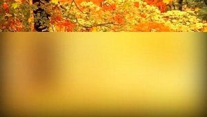 Осенние футажи  hd