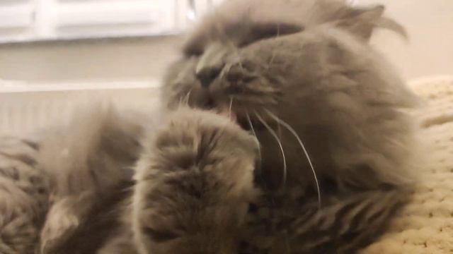 ASMR - CAT 😺 2022 the cat washes. Кот умывается. Для крепкого сна! смотреть онлайн