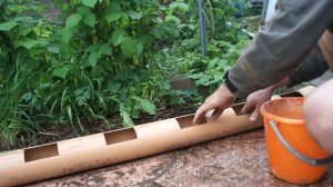 Клубника в трубе