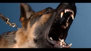 Angry DOG Bark & Growl (Sound Effects)