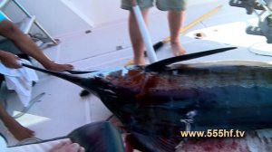 Морская рыбалка. Голубой марлин на 145 кг. Маврикий. Часть 2.