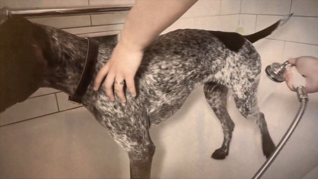 Почему Собаки Ходят за Вами в Туалет смотреть онлайн