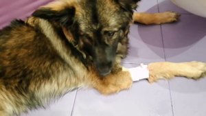 ????Как самостоятельно установить капельную систему через котетор собаке. Как промыть котетор.