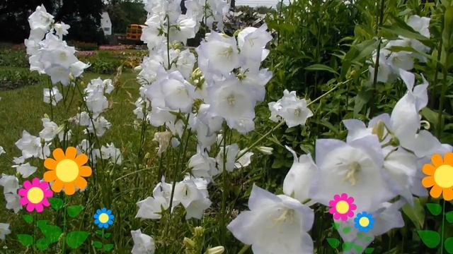 Колокольчик персиколистный Такион Уайт. Краткий обзор, описание характеристик, где купить саженцы смотреть онлайн