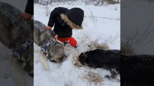 Хаски и дети играют в снегу