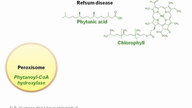 USMLE RX - 1.Биохимия - 1.Клеточная - 12.Пероксисома