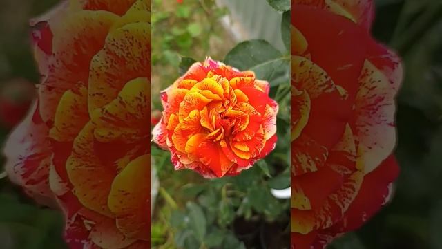 Розы. Roses. Какие бывают розы