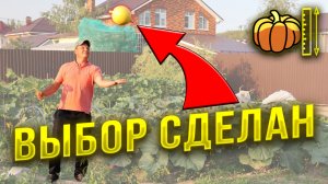 Самый сложный выбор летом 2023 года для меня был выбрать одну из трех тыкв, которая должна быть