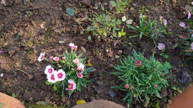 Multiplying Plants from cuttings Pups,Bulbs/ Which Plants can be propagated from cuttings in Englis смотреть онлайн