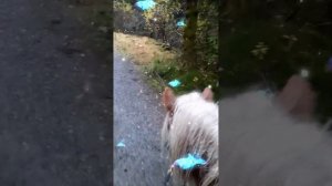 Ты скачи, скачи моя лошадка. Песенка "Лошадка" Клоун Плюх.