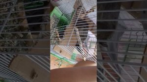 Обустраиваем новую клетку для дегу /купили клетку