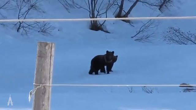 Такой избы вы еще не видели. Обзор дома из Кело 193 м2 смотреть онлайн
