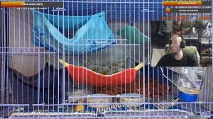 (Росс) Сложный крысёнок, мамин ребёнок! 😣 Как дела в приюте, и что нового по крысам.🐭