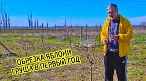 Обрезка яблони весной пошагово. Как делать правильную обрезку груши в первый год для начинающих.