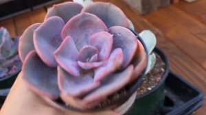 Succulent Plant Haul #6 Summerwinds and Home Depot