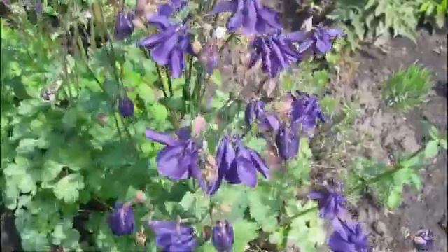 Дача в мае Приглашаем на дачу смотреть онлайн