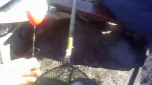 ФОРЕЛЬ НА ЕНИСЕЕ  МГУ -ГЭС на снасть "балда"