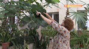 Как вырастить инжир и лимон дома