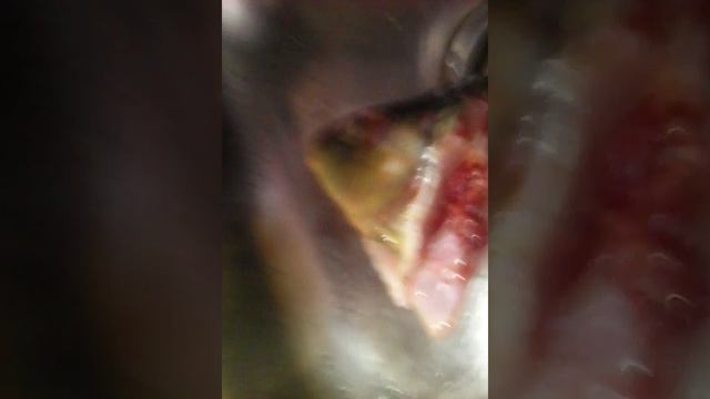 Ммммм.. Рыба живая но без головы смотреть онлайн