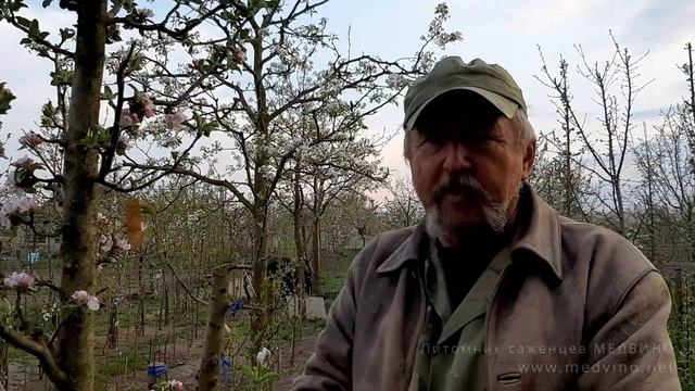 Обработки яблони: сроки, вредители, болезни смотреть онлайн