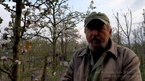 Обработки яблони: сроки, вредители, болезни