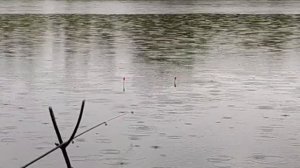 БОЛТУШКА косит КАРАСЯ не смотря на ПЛОХУЮ ПОГОДУ! Манка с КОРИЦЕЙ или ПРОСТАЯ?! Эксперимент – День