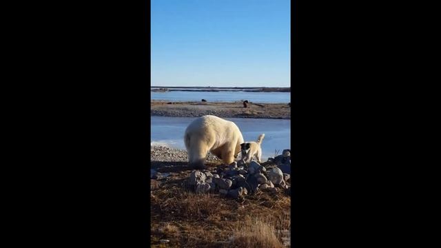 БЕЛЫЙ МЕДВЕДЬ гладит собаку смотреть онлайн