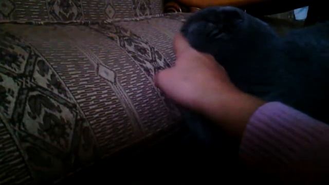 Кошка Отказывается от корма смотреть онлайн