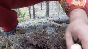 Как собирать грибы...