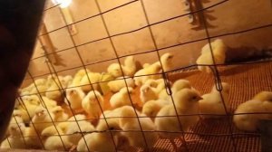 Выращивание Бройлеров В Домашних Условиях. Новое Помещение Для Бройлеров.