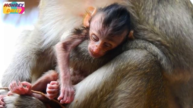 Hope tomorrow come you'll be better and hope you strong healthy with enough energy|Monkey Daily 516 смотреть онлайн