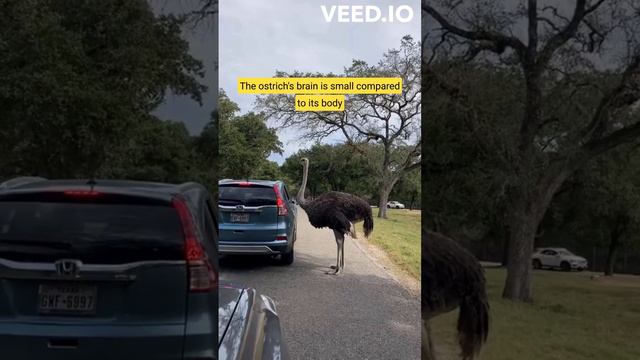 Ostriches The Birds With Eyes Bigger Than Their Brains #ostriches #birds #animalfacts