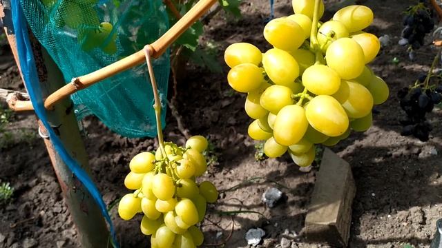 Мускат Дубовский-ранний,урожайный,вкусный мускат смотреть онлайн