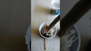 Черенки адениумов, укоренение в перлите.