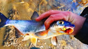 Самая редкая рыба из Карповых, чем полезна и где поймать?