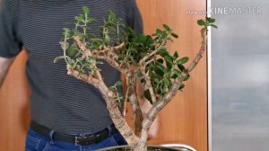 Денежное дерево. Обрезка 15 летнего денежного дерева.