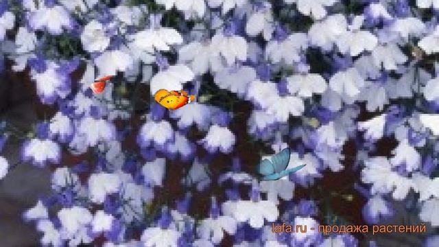 Лобелия ампельная Блю Сплэш ? лобелия Блю Сплэш обзор: как сажать семена лобелии Блю Сплэш смотреть онлайн