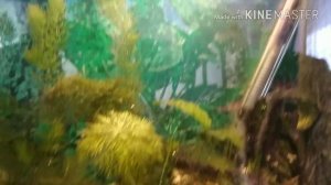 Как правильно ухаживать за мальками данио? А вот так!