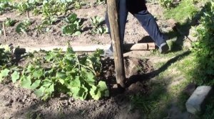 Шпалера для огурцов из сетки cвоими руками!