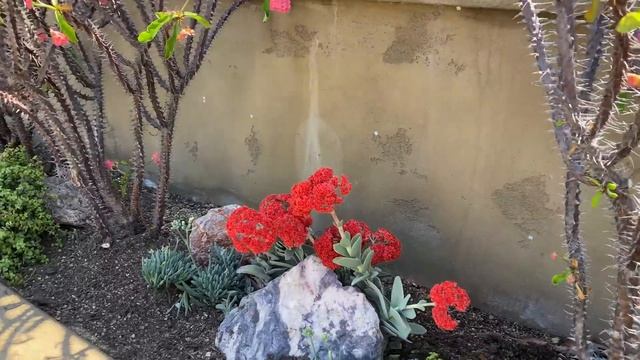 Succulent Coral Reef 2.0 смотреть онлайн