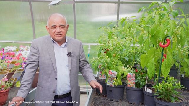 Острые перцы для выращивания в горшке! КОМНАТНЫЕ ПЕРЦЫ. смотреть онлайн