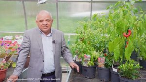 Острые перцы для выращивания в горшке! КОМНАТНЫЕ ПЕРЦЫ.