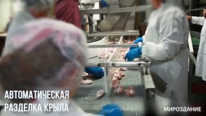 Автоматическая разделка крыла птицы. Линия разделки и обвалки птицы