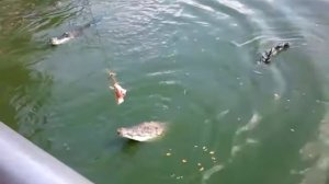 крокодил съел цыпленка