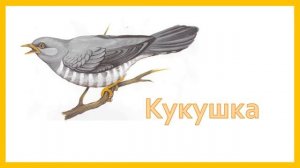Дидактическая игра для дошкольников "Отгадай загадки: птицы"