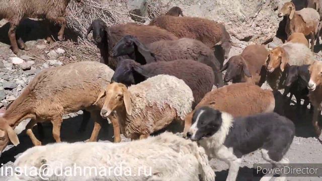 Овцы и аборигенные САО Таджикистана саги дахмарда из селения Дехбаланд, Ягноб смотреть онлайн