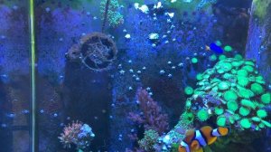 Морской аквариум в домашних условиях